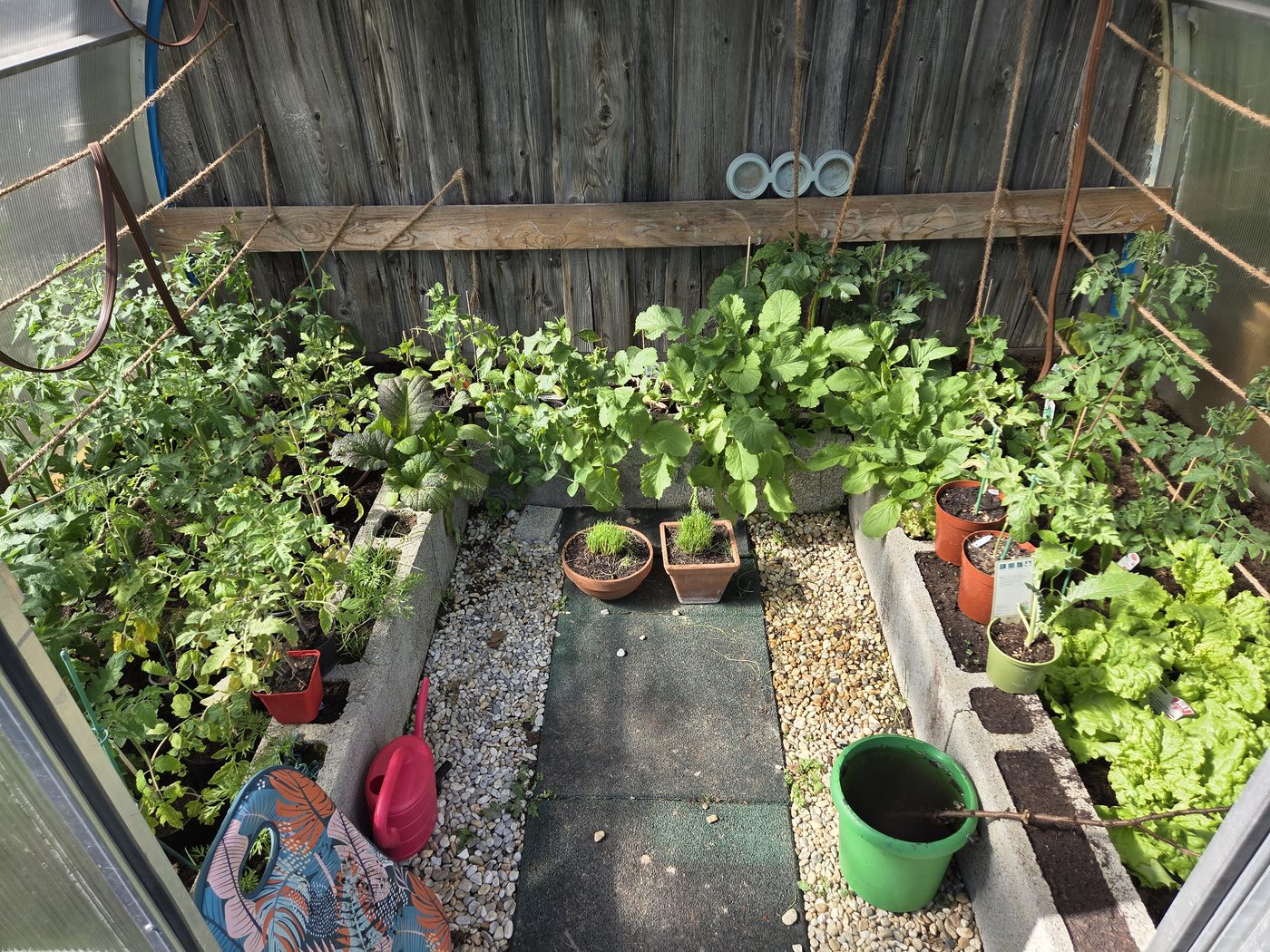 Gewächshaus-Innenraum mit hochgebundenen Tomatenpflanzen Ende April